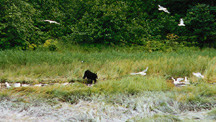 bear pic