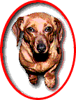 Wiener Dogs Ring Homepage