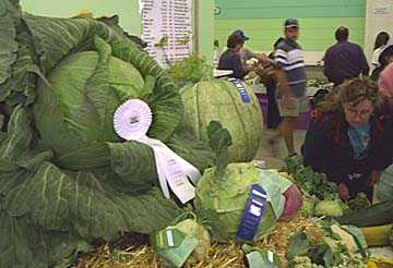 Giant cabbage