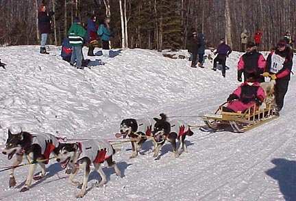 Dogs in coats and boots