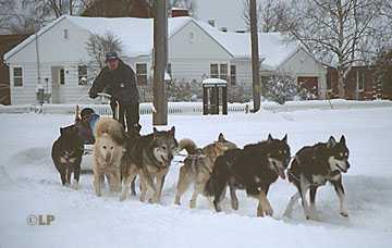 [sled dog team]