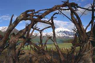 Driftwood and mountain