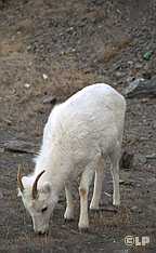 [Dall sheep close up]