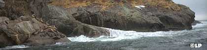 [rocky shore and sealions]