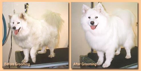 Samoyed before and after professional grooming