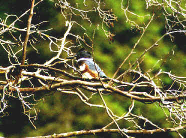 birdin18.jpg (25646 bytes)