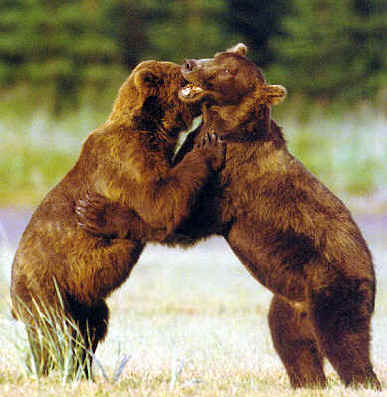 wpe50A.jpg (22889 bytes)