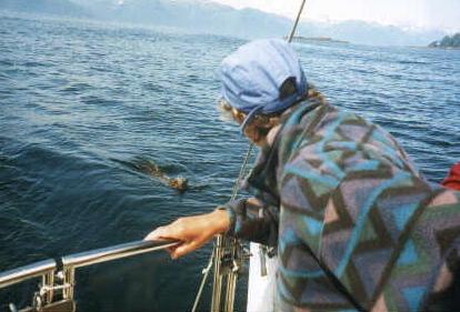 otter2a.jpg (24551 bytes)