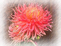 1998 Dahlia from my garden