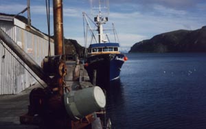 Aleutian Belle