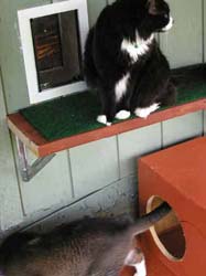 5catsout