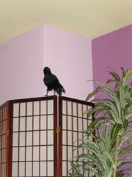 4ravenbed