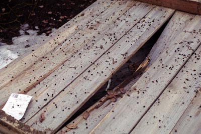 rabbitpellets