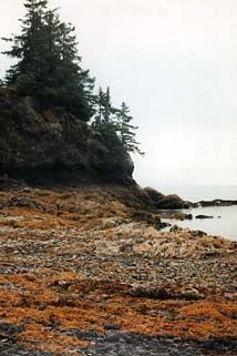 Kachemak Bay beach