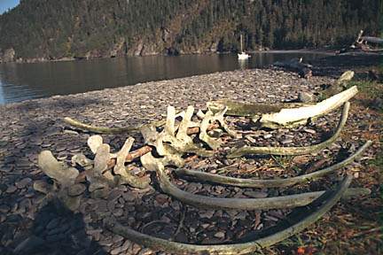 Whale bones on Resurrection Bay beach