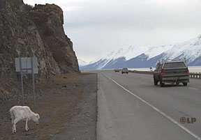 sheep by highway