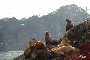 [sea lions on islet]