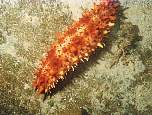 Sea Cucumber