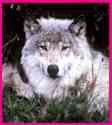 Adventure Alaska Tours - small group tours trips wolf logo