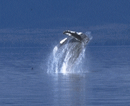 humpback whale breaching animation