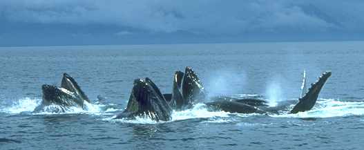 Whales bubblenet feeding