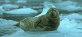 harbor seal