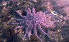 sunflower star