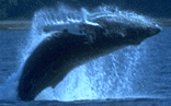Breaching whale image