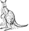 Kangaroo Image