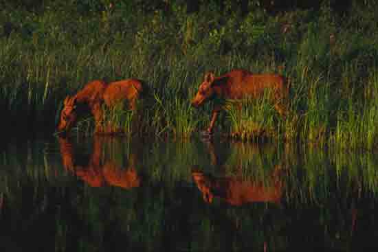 Newborn Reflection