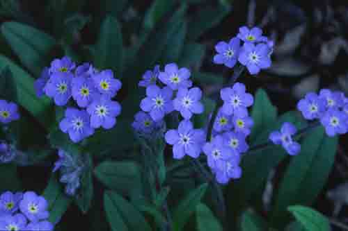Forget me Not