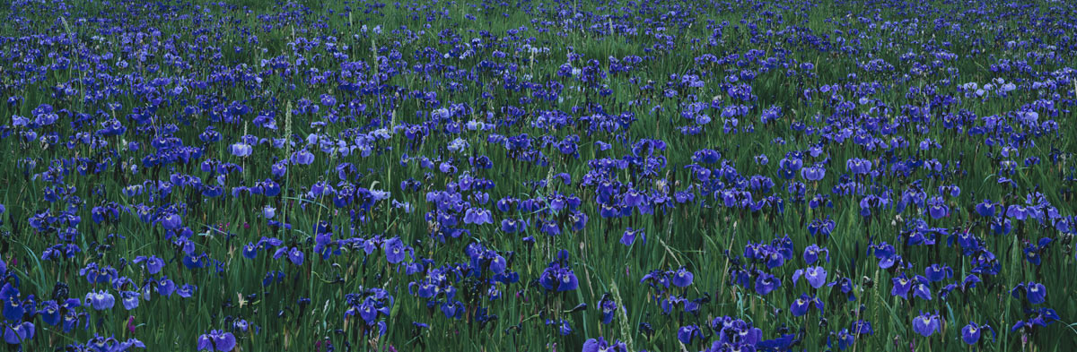 Iris Field