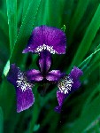 Wild Iris