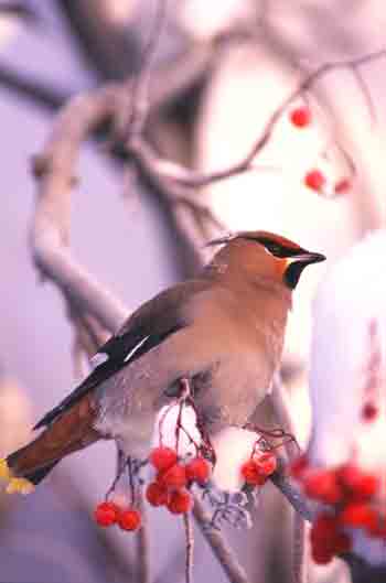 Waxwing