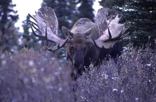 Head Gear