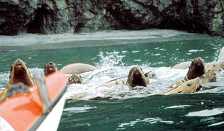 sea lions alaska