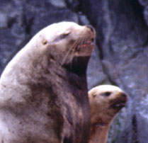 Glacier Island