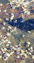 marine biology