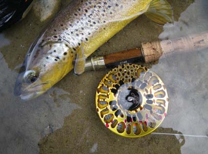 Brown Trout next to Abel Reel