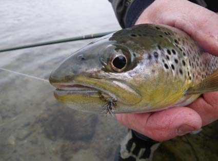 Brown with Griffith's Gnat