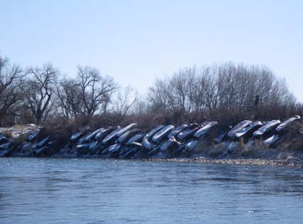 Cars along the Bighorn River