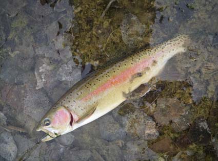 Bighorn Rainbow Trout