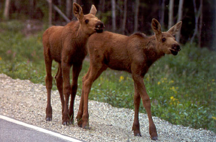 Moose Calves