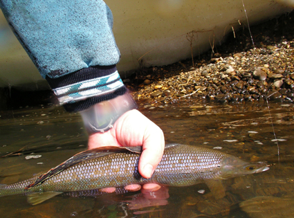 Ben landing Arctic Grayling