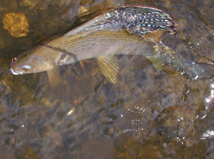 Arctic Grayling