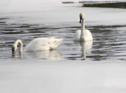Tundra Swans
