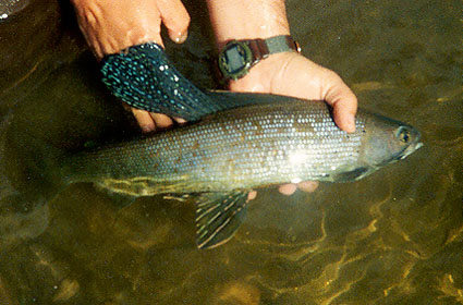 Large Grayling