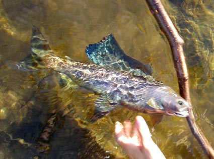 Arctic Grayling