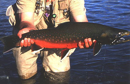 Spawning Male Char