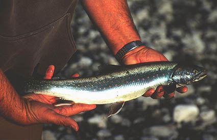 Typical Arctic Char